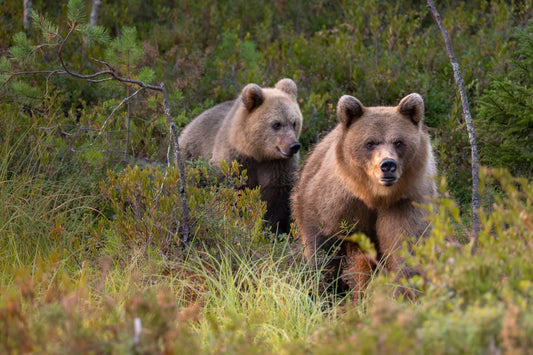 Into the Wild: Photographing Bears and Wolves in the Finnish Wilderness