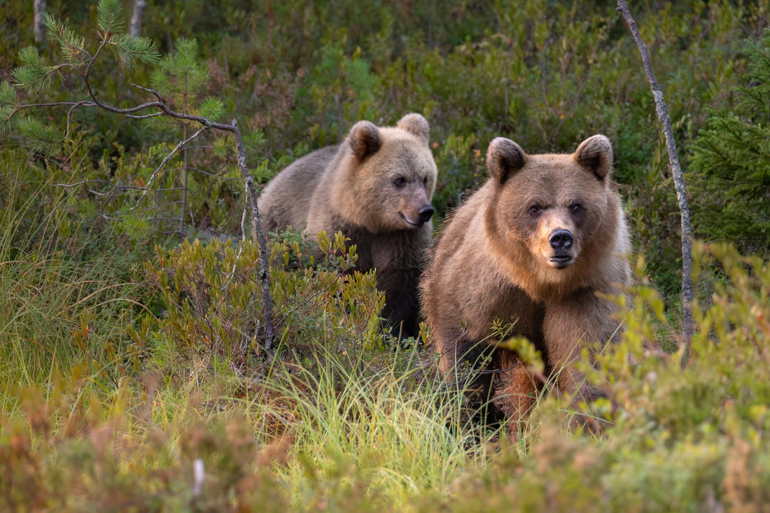 Into the Wild: Photographing Bears and Wolves in the Finnish Wilderness